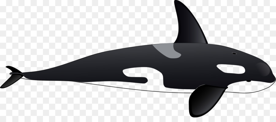 Killer whale Drawing Clip art - whale png download - 2400*1027 - Free Transparent Killer Whale png Download.
