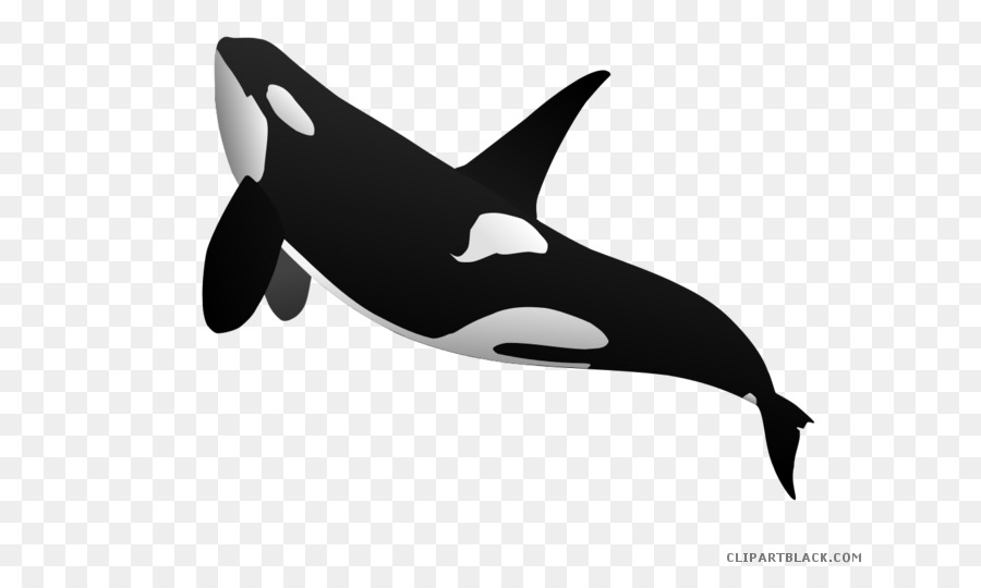 Clip art Killer whale Cetacea Vector graphics Shamu - blue whale clip art png download - 700*525 - Free Transparent Killer Whale png Download.