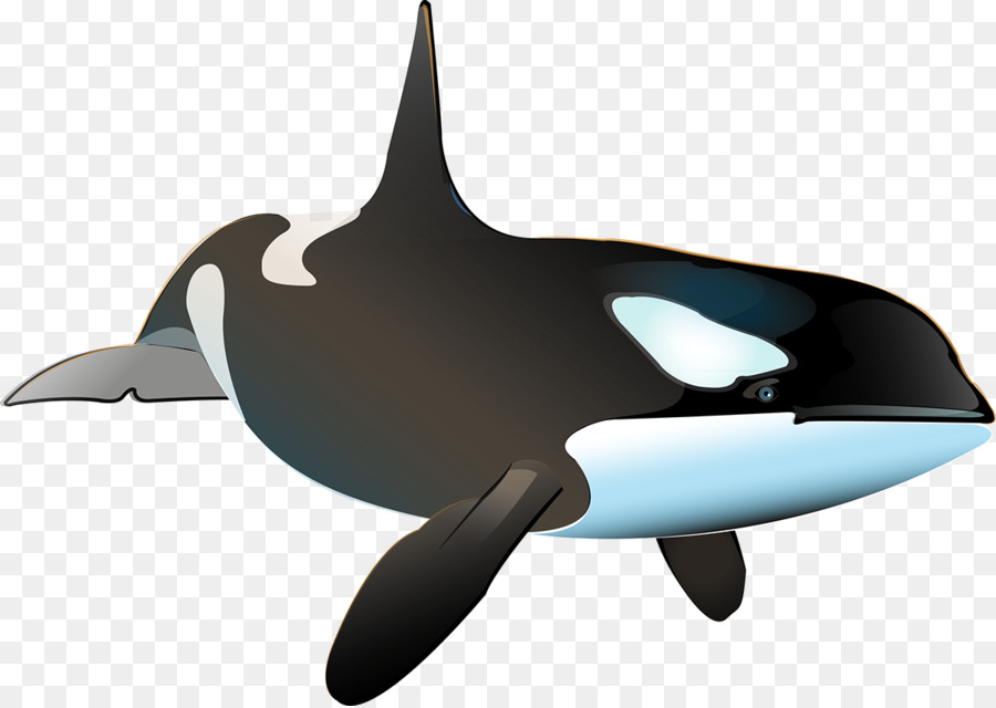 Killer whale Porpoise Shark Dolphin - whale png download - 1200*851 - Free Transparent Killer Whale png Download.