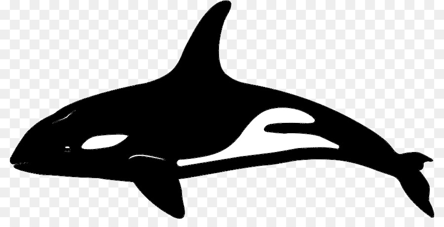 Killer whale Dolphin Vector graphics Portable Network Graphics Whales - whale png vector png download - 862*444 - Free Transparent Killer Whale png Download.