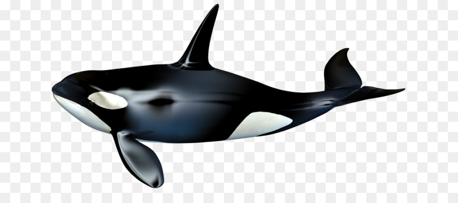 The Killer Whale Cetacea - killer whale png download - 737*392 - Free Transparent Killer Whale png Download.