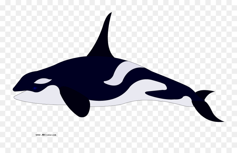 Pygmy killer whale Dolphin Coloring book Clip art - Orca Cliparts png download - 822*567 - Free Transparent Killer Whale png Download.