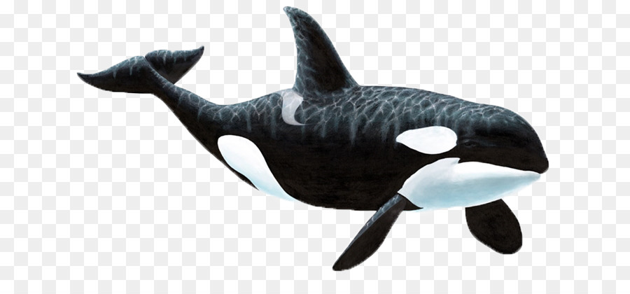 Wall decal Sticker Killer whale - whale png download - 700*403 - Free Transparent Wall Decal png Download.