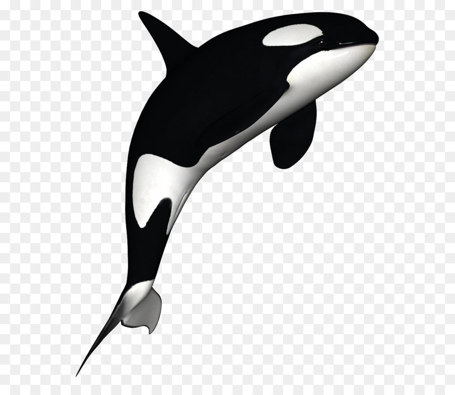 Dolphin Killer whale Black and white - Killer Whale Download Png png download - 1024*1200 - Free Transparent Killer Whale png Download.