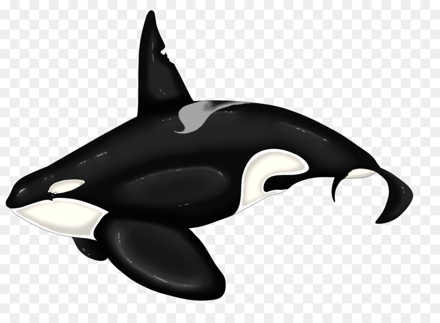 Killer whale Dolphin Beluga whale - whale png download - 1600*1153 - Free Transparent Killer Whale png Download.