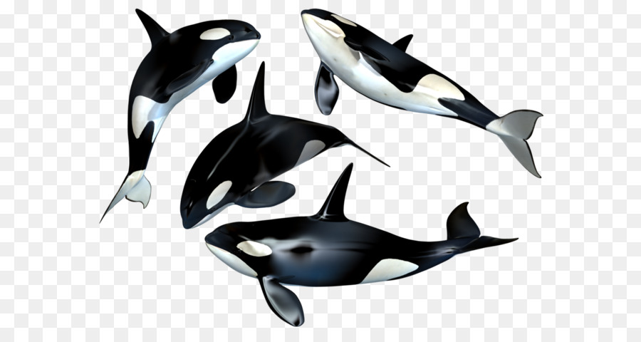 Killer whale Clip art - Whale PNG png download - 1024*747 - Free Transparent Toothed Whale png Download.