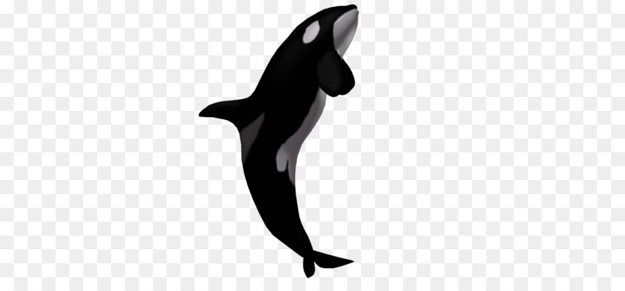 Killer whale Clip art - Killer Whale Transparent png download - 1024*639 - Free Transparent Toothed Whale png Download.