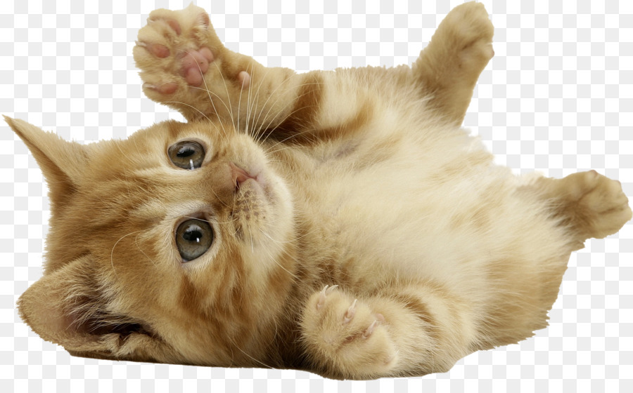 European shorthair British Shorthair Kitten Cuteness - cats png download - 1520*934 - Free Transparent European Shorthair png Download.