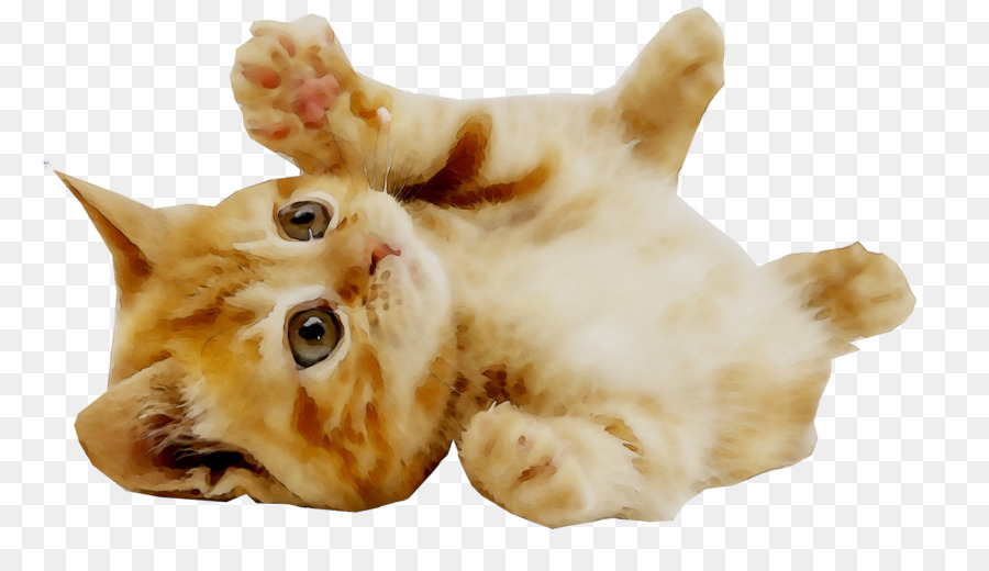 Kitten Puppy Dog Pet British Shorthair -  png download - 2304*1296 - Free Transparent Kitten png Download.