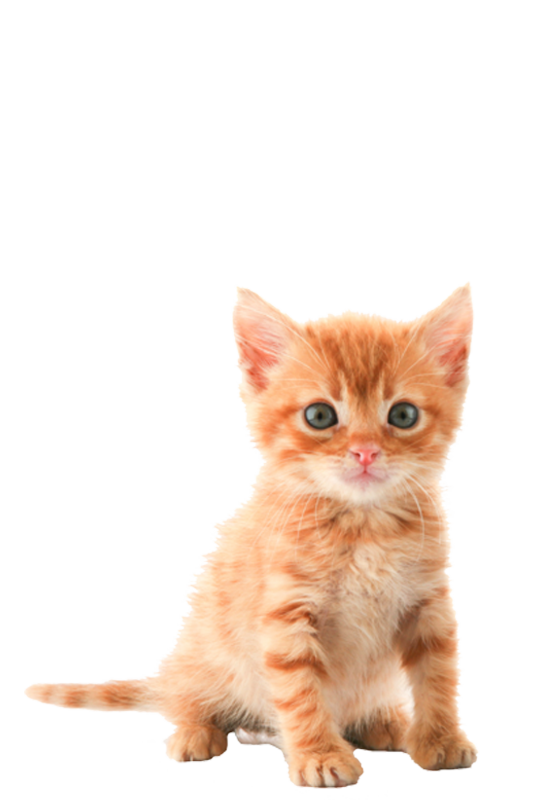 Kitten Tabby cat Clip art - kitten png download - 537*800 - Free ...