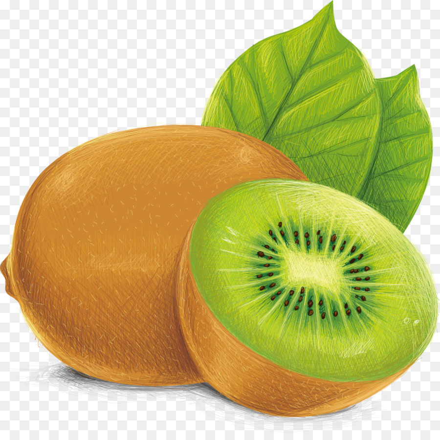 Kiwifruit Vecteur Illustration - Vector Kiwi png download - 926*910 - Free Transparent Kiwifruit png Download.