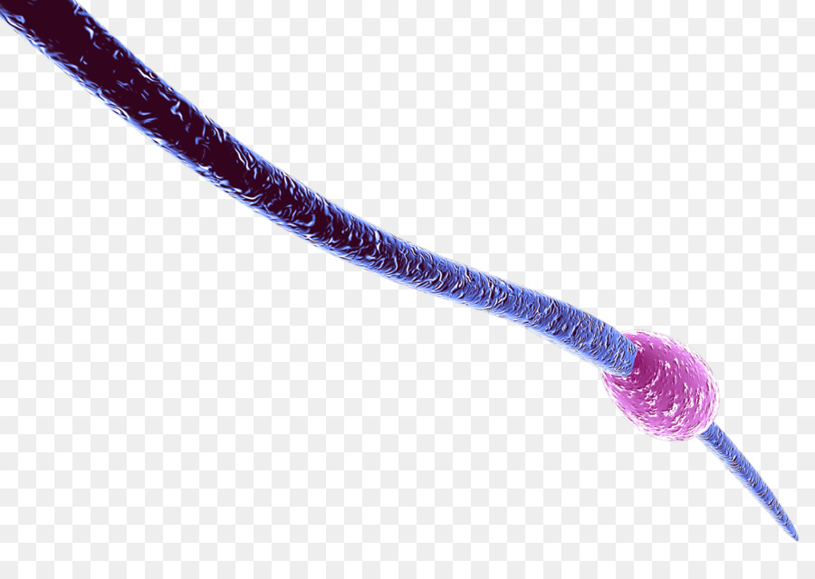 Knot - foot bacterial virus png download - 2427*1692 - Free Transparent Knot png Download.