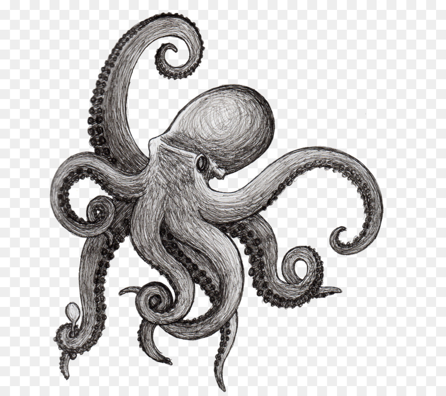 Octopus Drawing Squid Kraken Cephalopod - aquatic png download - 715*800 - Free Transparent Octopus png Download.