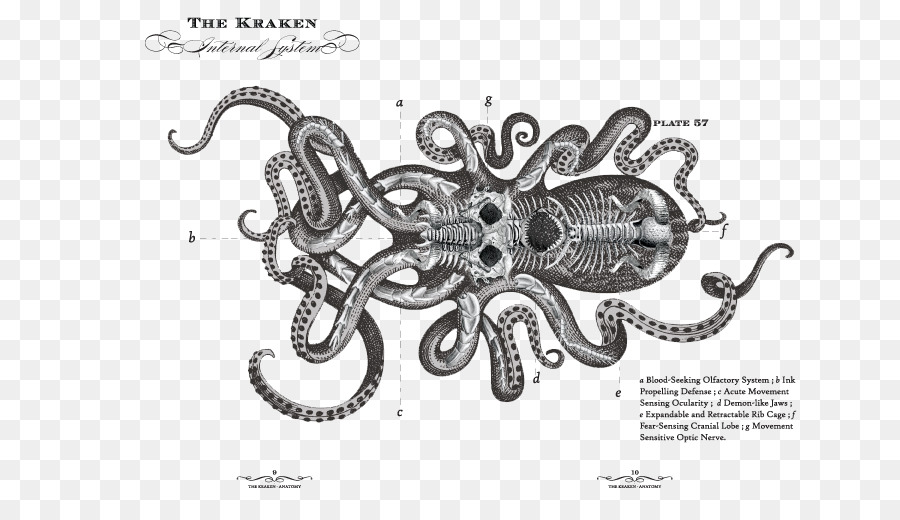 Kraken Rum Le chant du Kraken Octopus - others png download - 720*504 - Free Transparent Kraken Rum png Download.