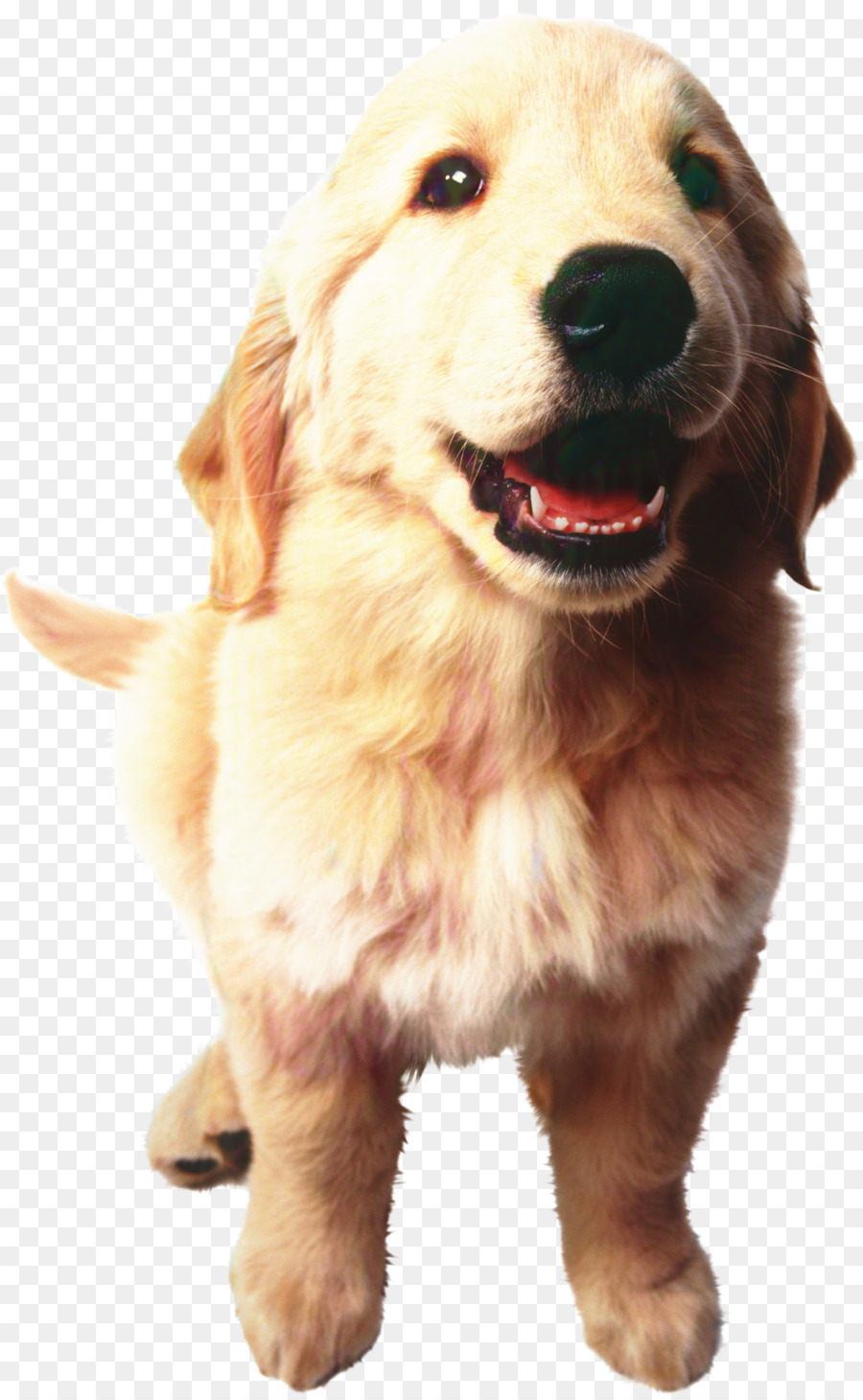 Golden Retriever Puppy Decal Sticker -  png download - 1936*3136 - Free Transparent Golden Retriever png Download.