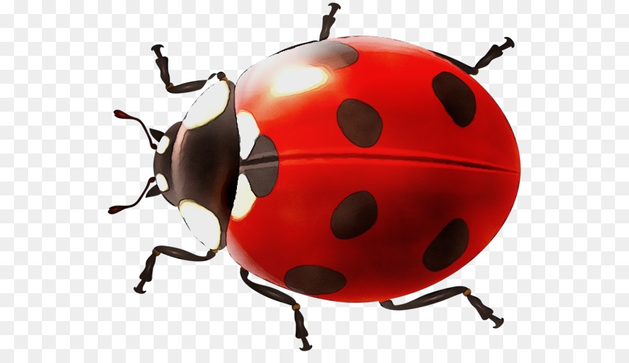 Ladybird beetle Portable Network Graphics Clip art Image Transparency -  png download - 600*508 - Free Transparent Ladybird Beetle png Download.