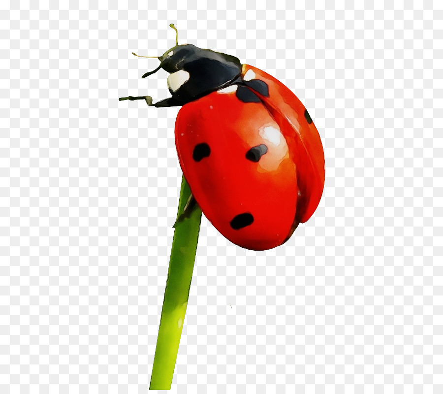 Ladybird beetle Ant Portable Network Graphics Image -  png download - 532*792 - Free Transparent Beetle png Download.