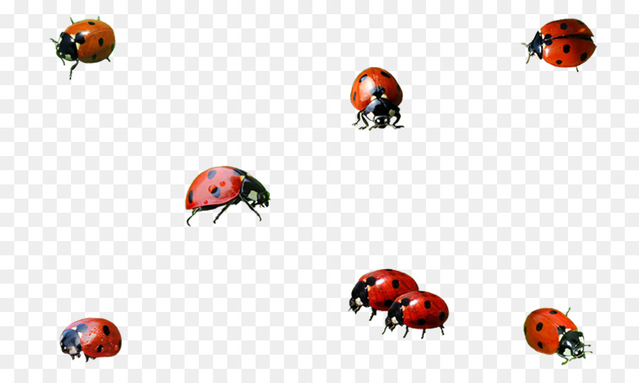 Ladybird Insect Clip art - ladybug png download - 800*533 - Free Transparent Ladybird png Download.