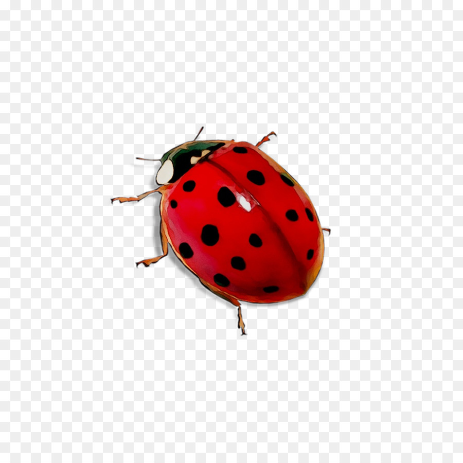 Ladybird beetle Dog Toys -  png download - 1053*1053 - Free Transparent Ladybird Beetle png Download.