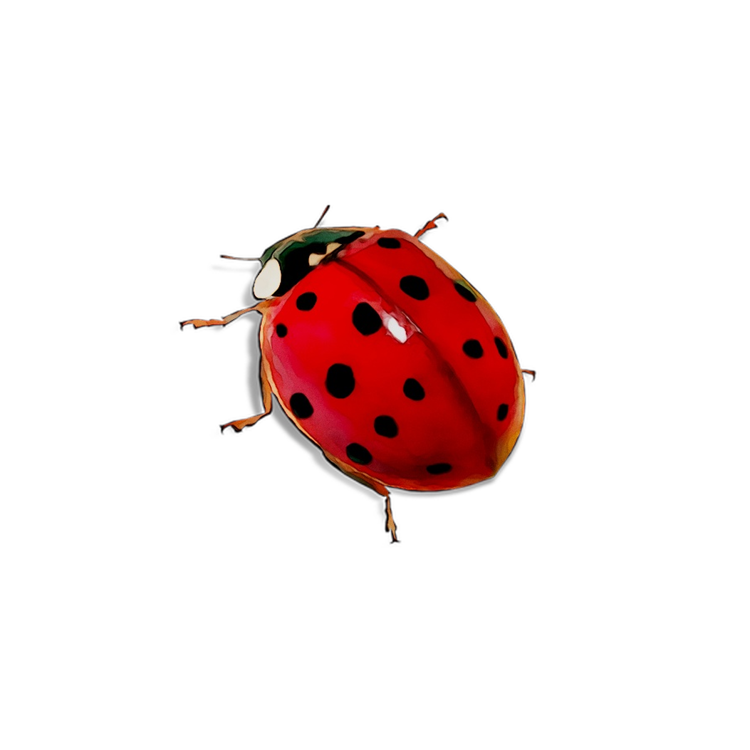 real ladybugs png