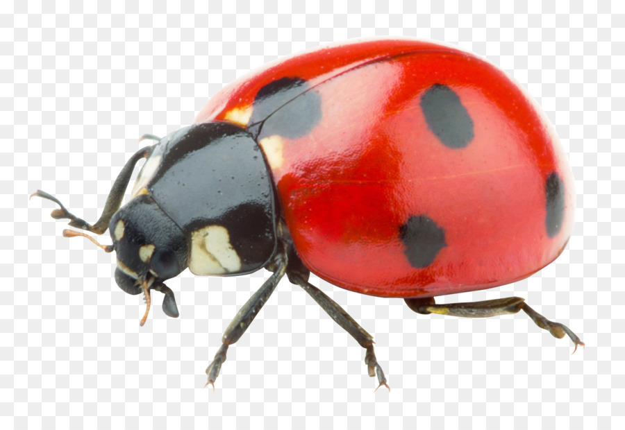 Ladybird - Ladybug png download - 1700*1168 - Free Transparent Ladybird png Download.
