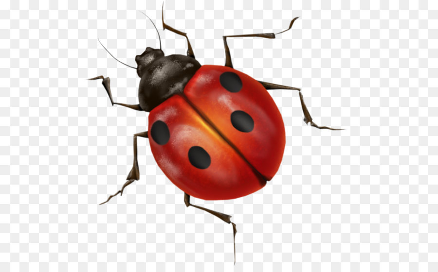 Ladybird Insect - ladybug PNG image png download - 556*549 - Free Transparent Beetle png Download.
