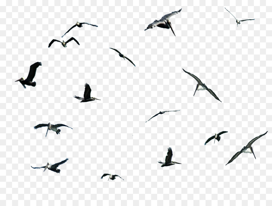 Gulls Bird migration Pelican Cygnini - Bird png download - 1600*1192 - Free Transparent Gulls png Download.
