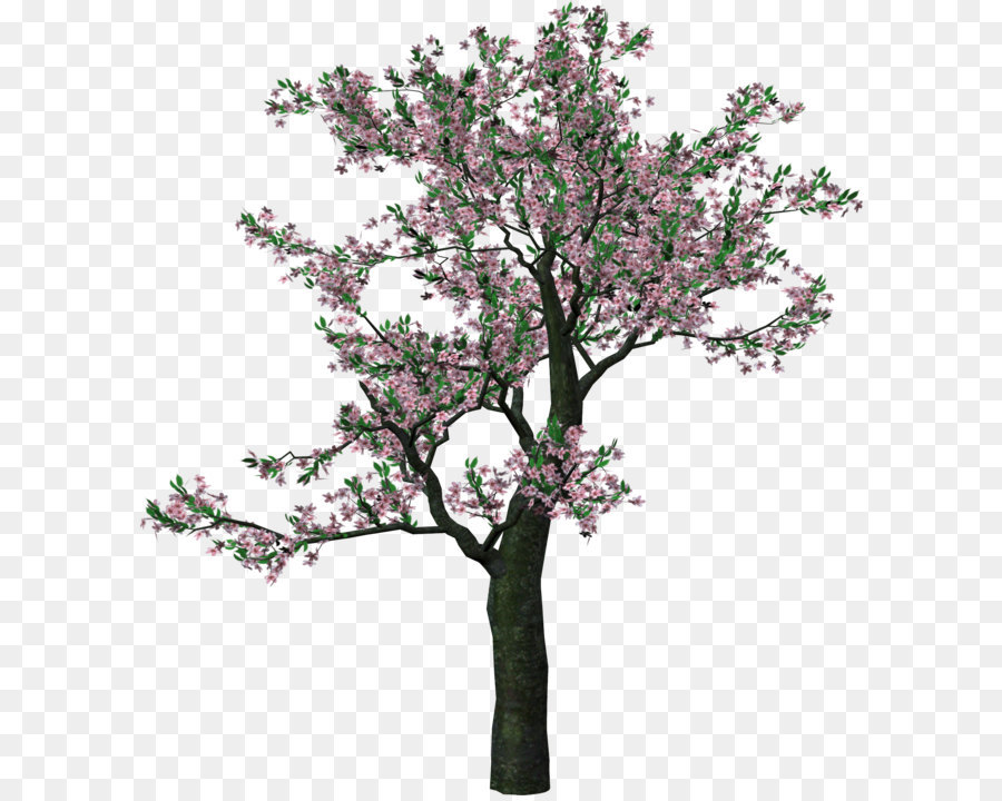 Tree Clip art - Large Spring Tree Clipart png download - 1895*2084 - Free Transparent Tree png Download.