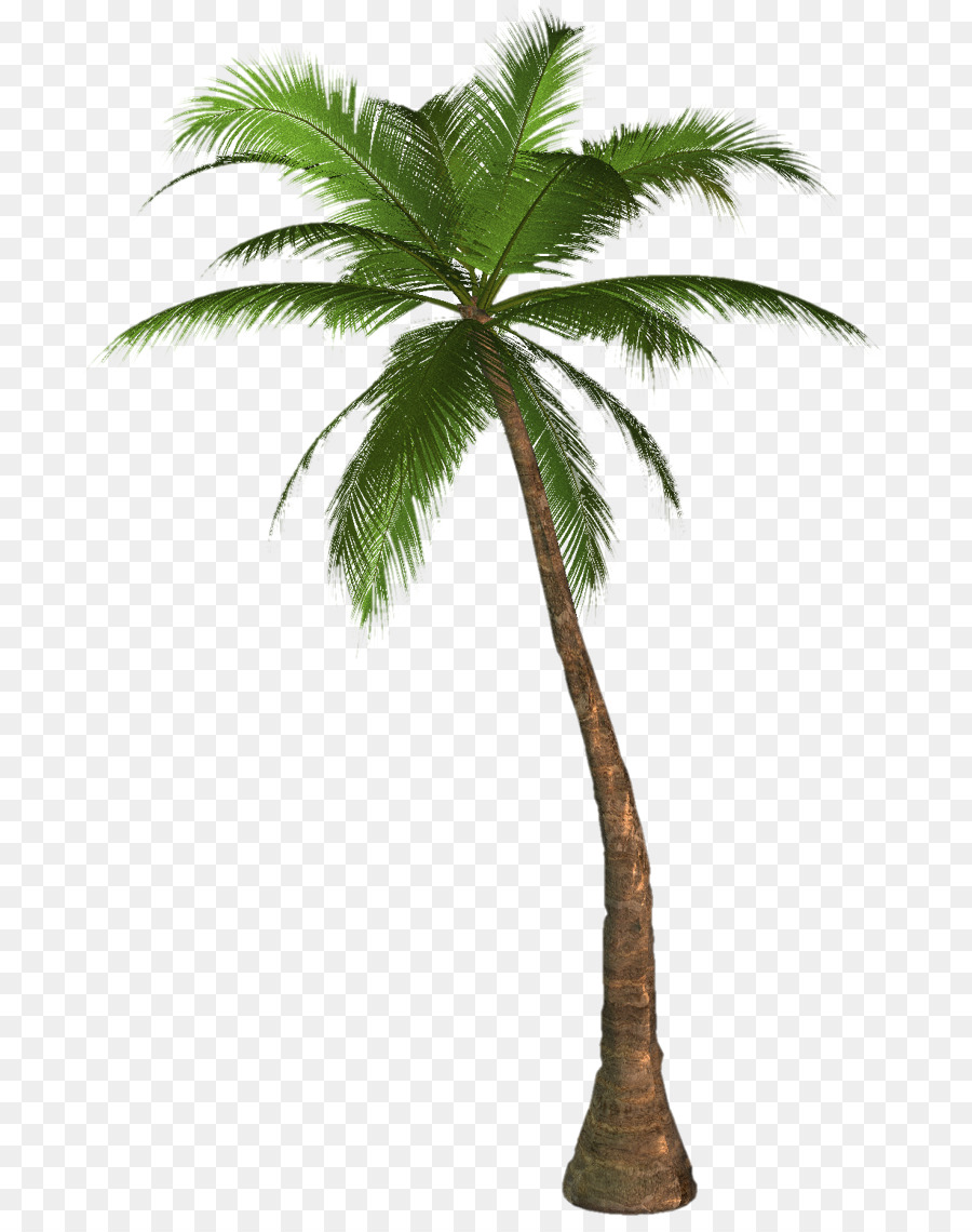 Arecaceae Desktop Wallpaper Tree Clip art - large coconut tree png download - 750*1125 - Free Transparent Arecaceae png Download.