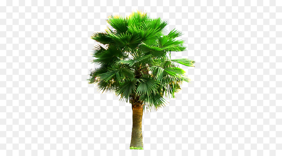 Palm III Arecaceae Tree Plant - Large palm trees png download - 500*500 - Free Transparent Arecaceae png Download.