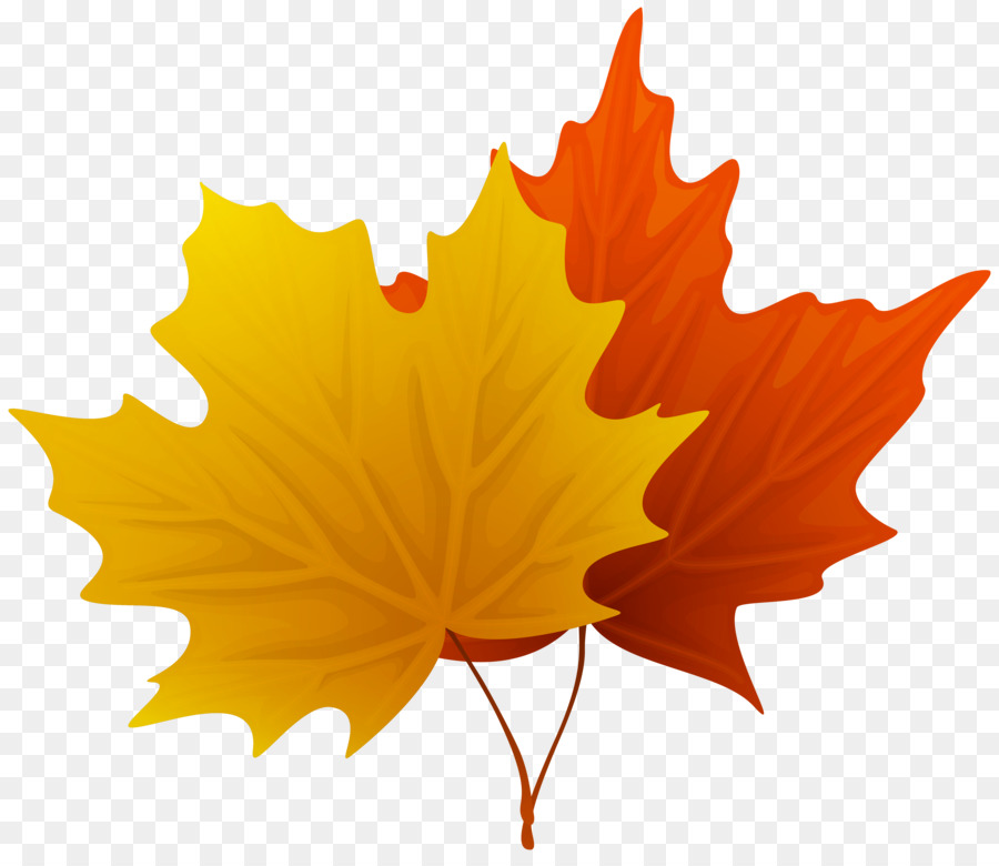Canada Maple leaf Clip art - Maple Leaf Cliparts png download - 6194*5314 - Free Transparent Canada png Download.