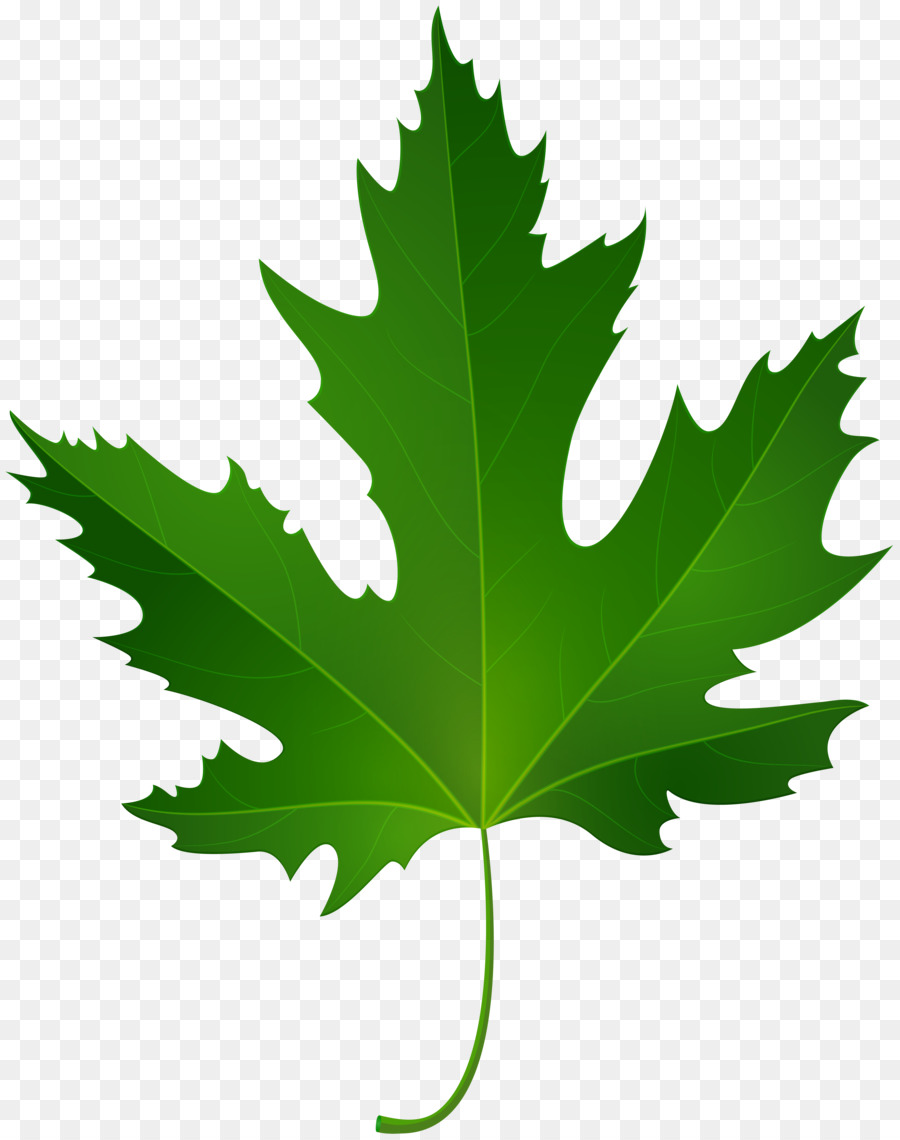 Maple leaf Green Clip art - maple leaf png download - 6317*8000 - Free Transparent Maple Leaf png Download.