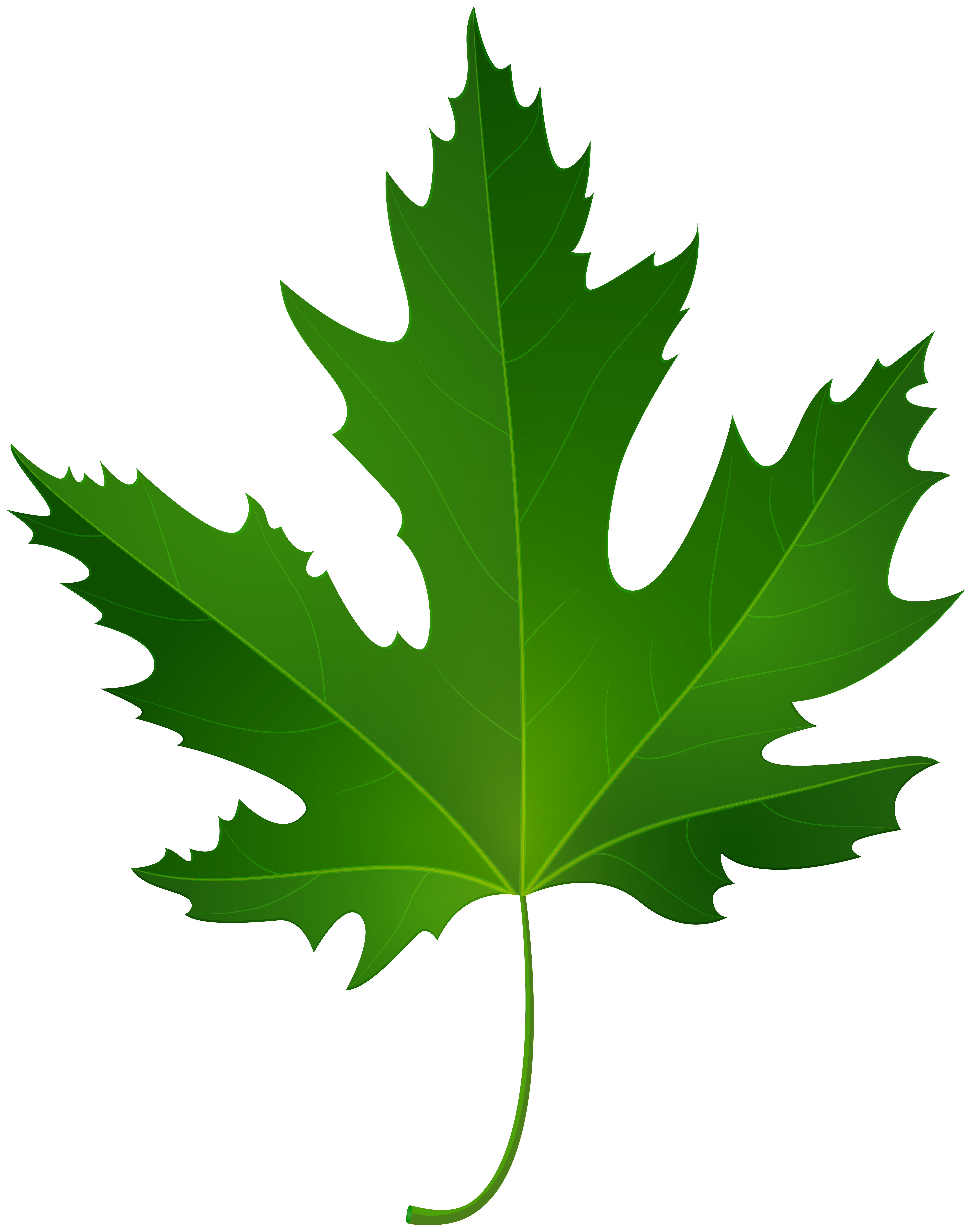 Maple leaf Green Clip art - maple leaf png download - 6317*8000 - Free ...