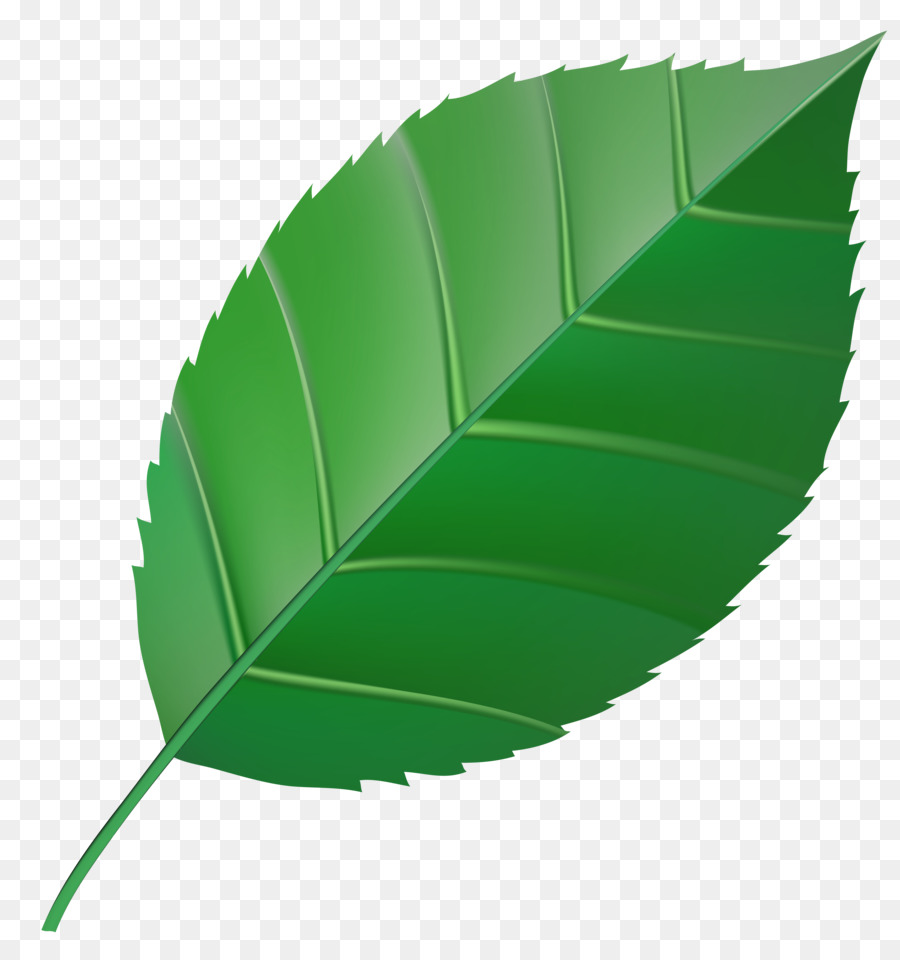 Autumn leaf color Clip art - green leaves png download - 7000*7352 - Free Transparent Leaf png Download.