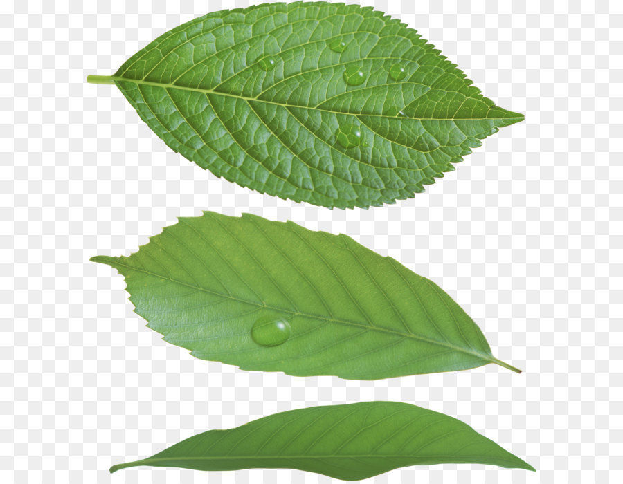Leaf Green - Green leaf PNG png download - 2697*2887 - Free Transparent Leaf png Download.