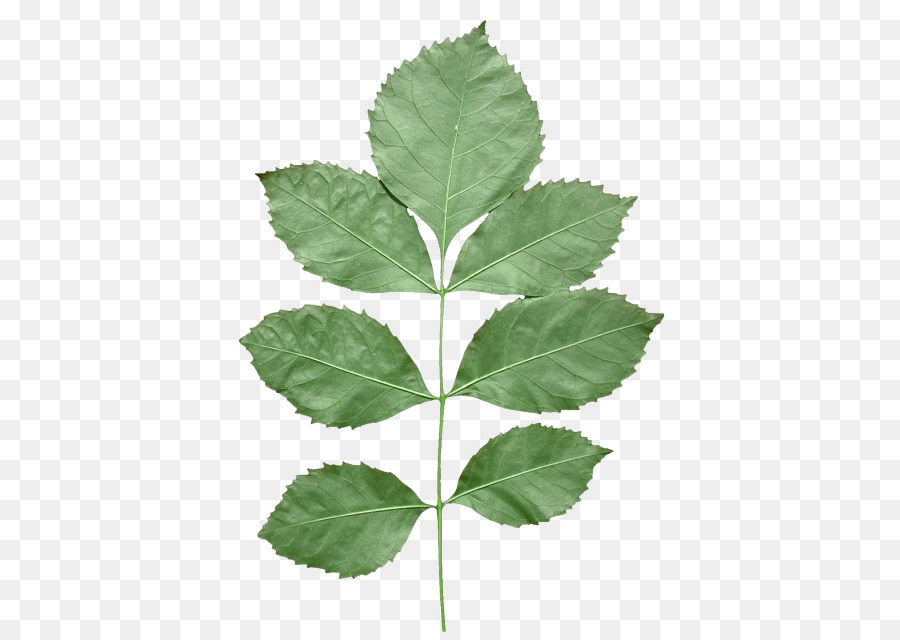 Leaf Texture mapping Alpha compositing - leaf png download - 640*640 - Free Transparent Leaf png Download.