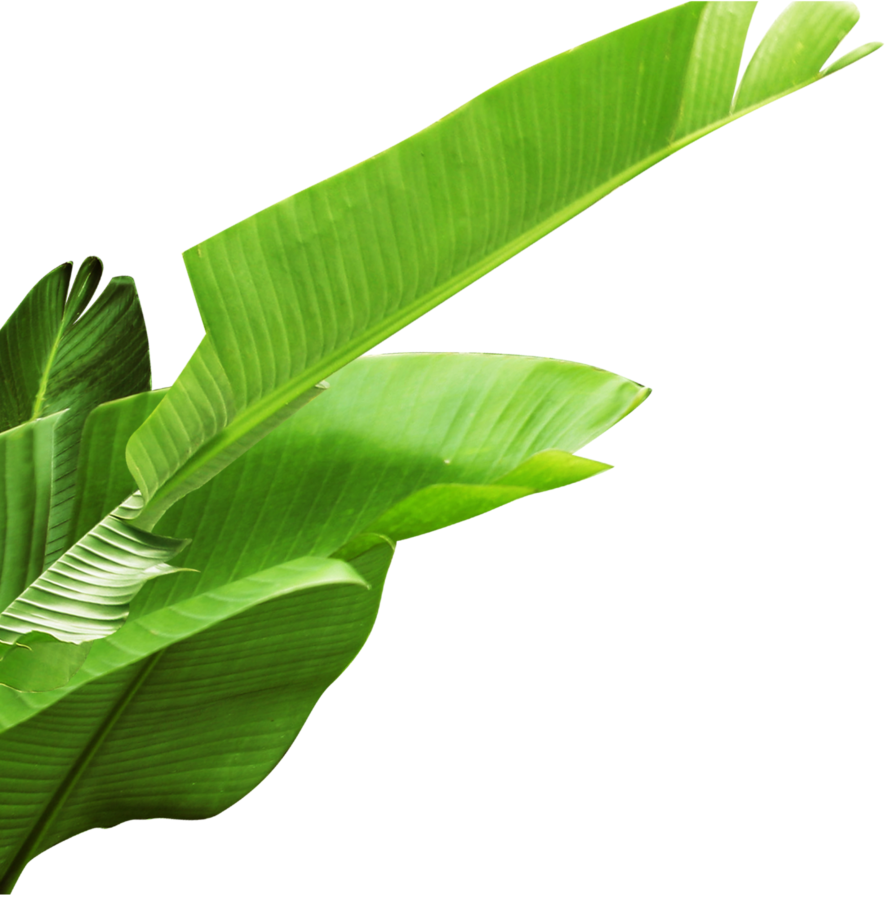Листья пнг. Банановые листья. Листья банановой пальмы. Банановые листья на белом фоне. Тропическая зелень вектор.