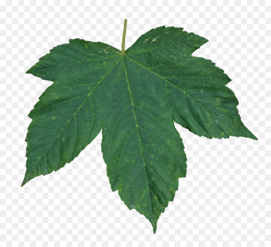 Leaf Transparency and translucency Green - green leaves png download - 1024*918 - Free Transparent Leaf png Download.