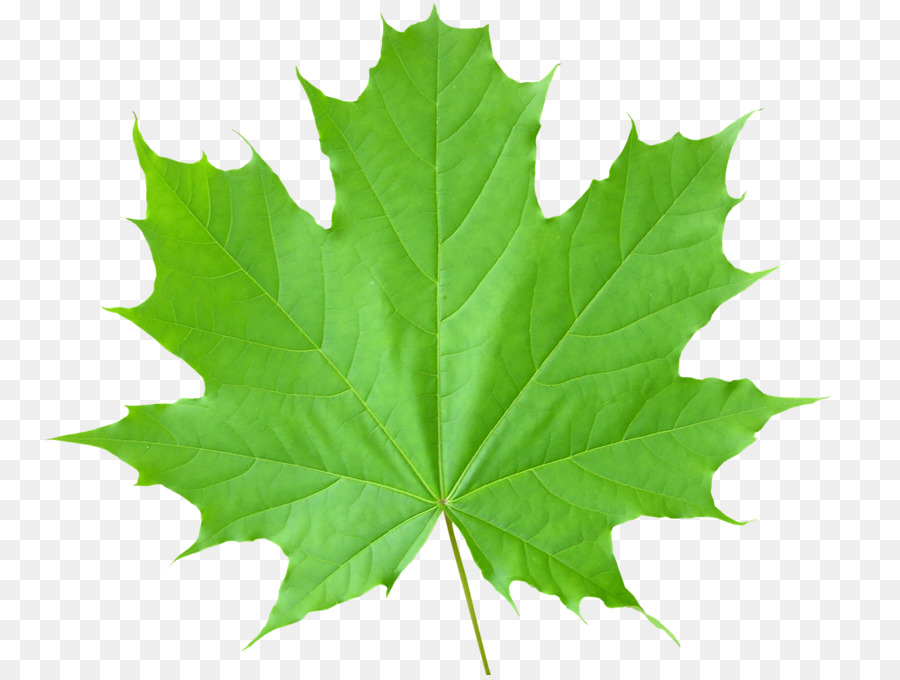 Sugar maple Autumn leaf color Green - green leaves png download - 1600*1200 - Free Transparent Sugar Maple png Download.