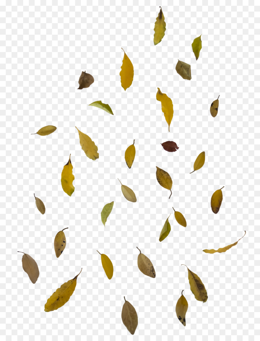 Autumn leaf color - Falling Leaves PNG Image png download - 1024*1338 - Free Transparent Leaf png Download.