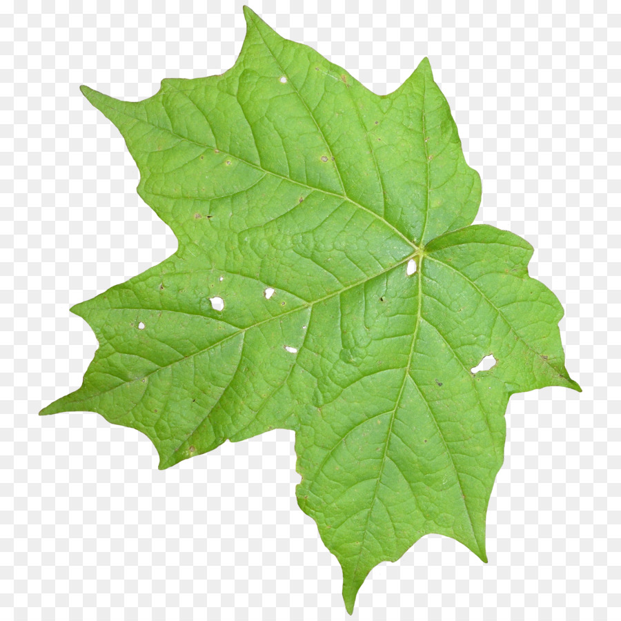 Leaf Texture mapping Vine - leaves png download - 2560*2560 - Free Transparent Leaf png Download.