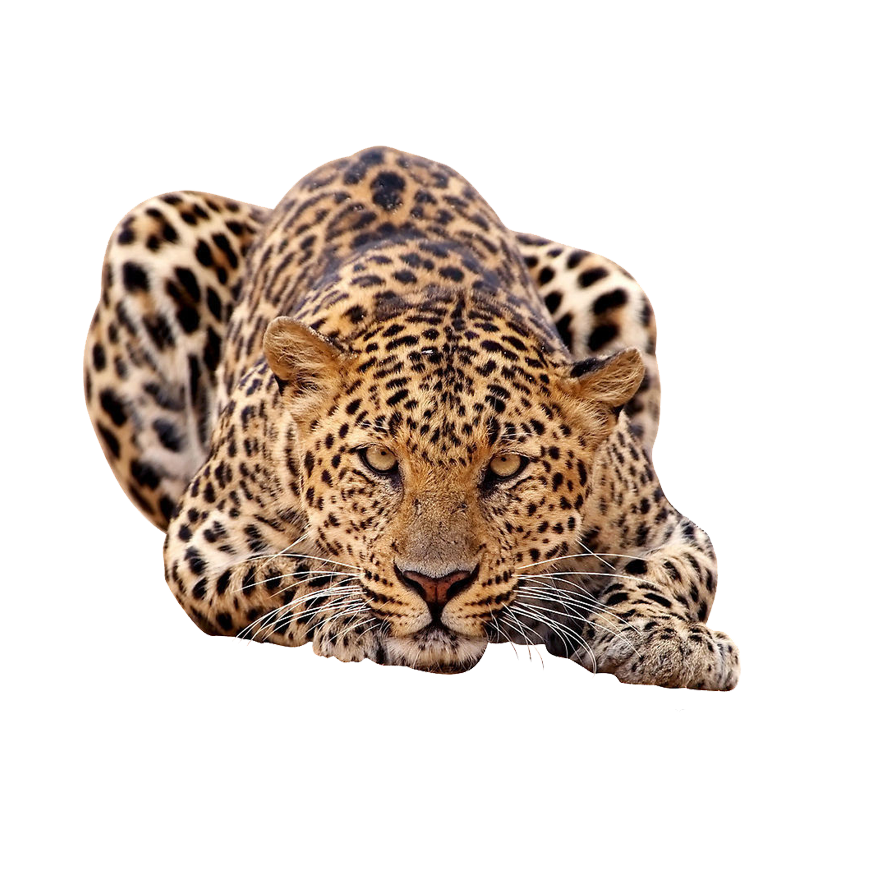 Leopard Print Background Png - Tarsha Barrios