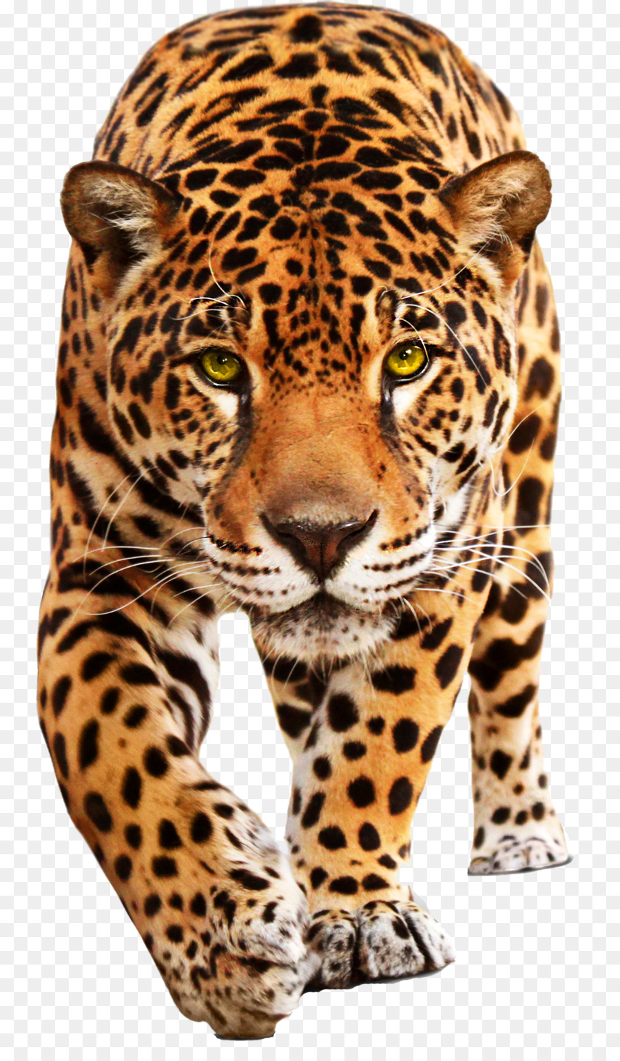 Jaguar Cars Leopard Jaguar XF - cheetah png download - 800*1532 - Free Transparent Jaguar png Download.