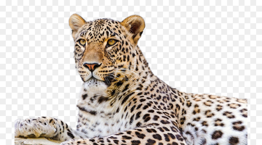 Persian leopard Snow leopard Desktop Wallpaper Felidae Amur leopard - others png download - 800*500 - Free Transparent Persian Leopard png Download.