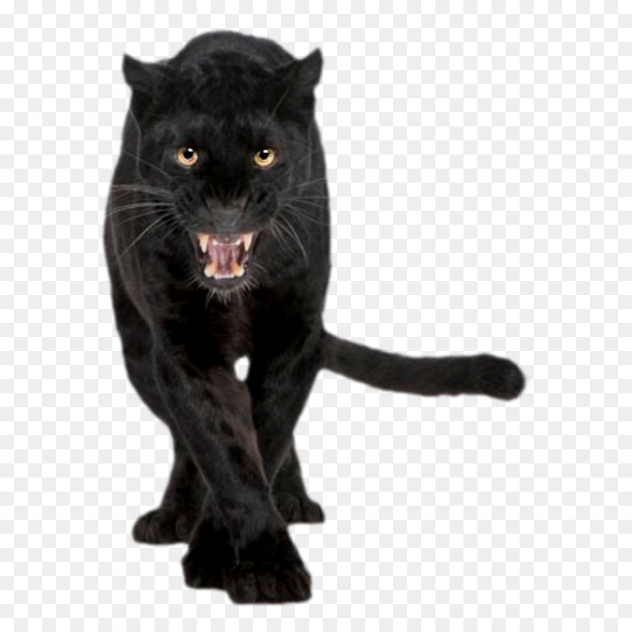 Leopard Black panther Stock photography Royalty-free Felidae - leopard png download - 1024*1024 - Free Transparent Leopard png Download.