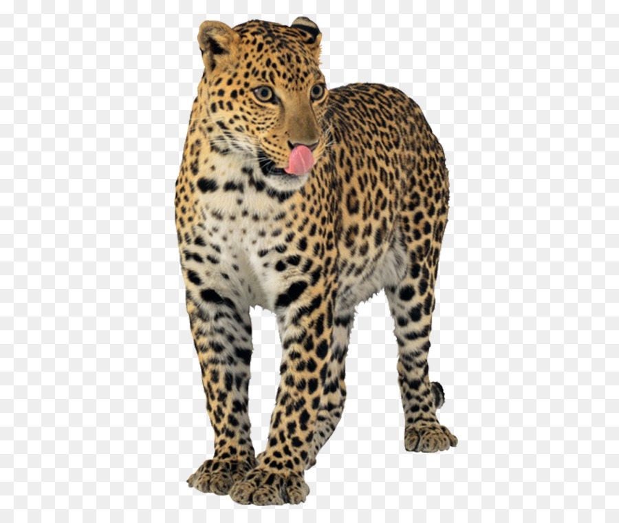 Leopard Jaguar Cheetah Tiger - leopard png download - 750*750 - Free Transparent Jaguar png Download.