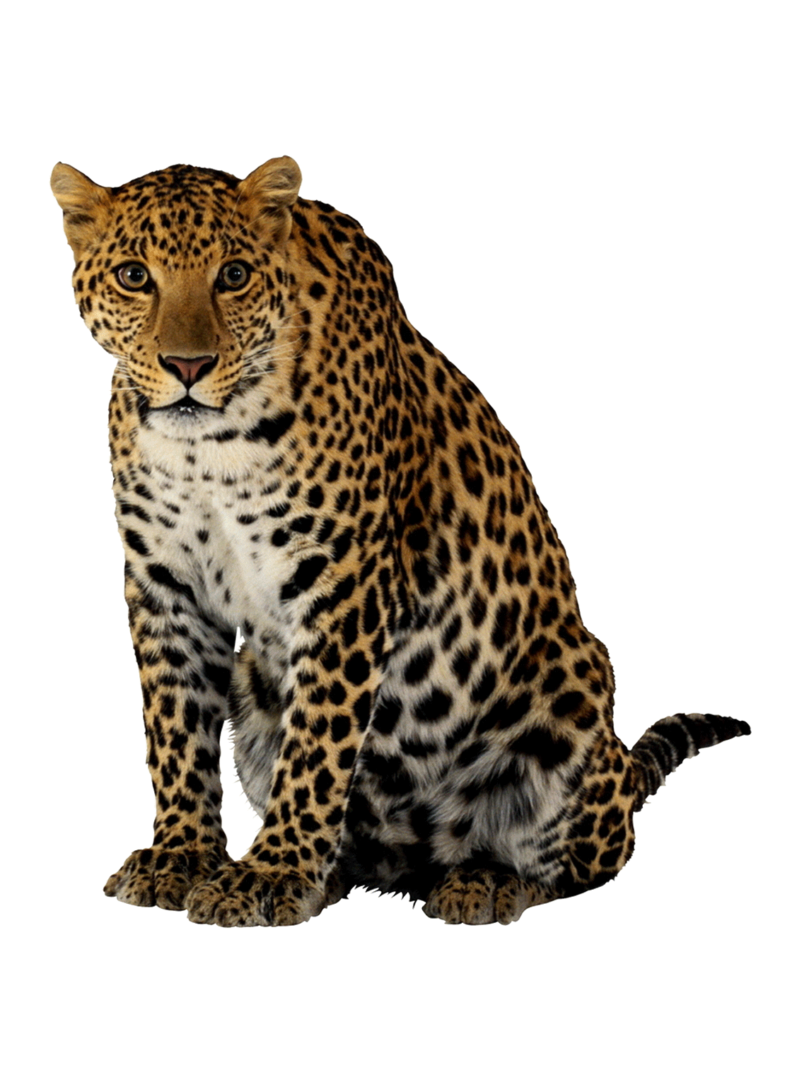 Leopard Cheetah Lion - Cheetah image png download - 1127*1524 - Free ...
