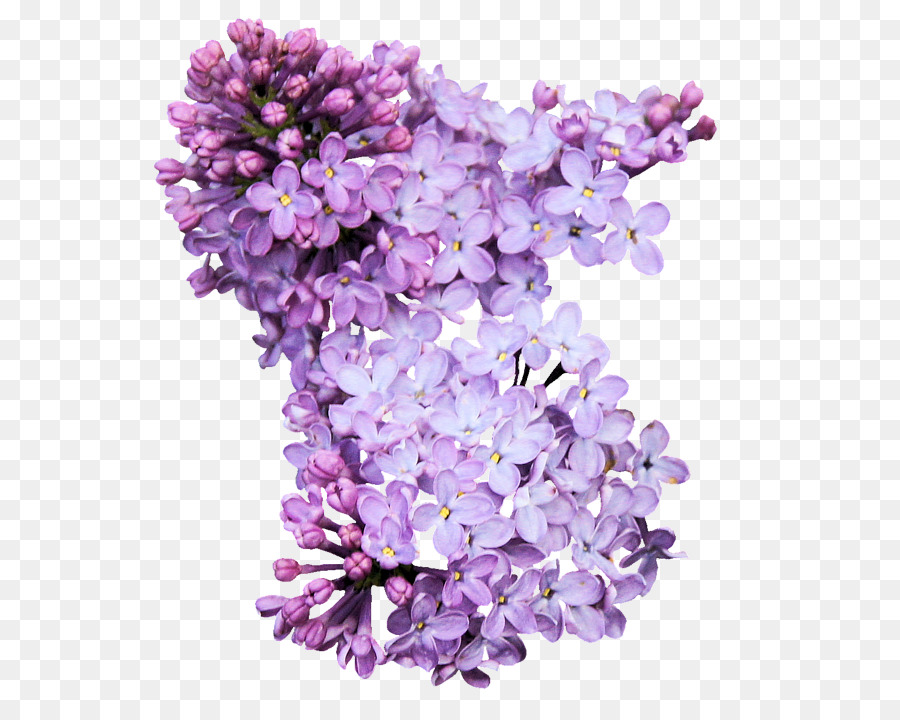 Lilac Flower Clip art - lilac png download - 600*705 - Free Transparent Lilac png Download.