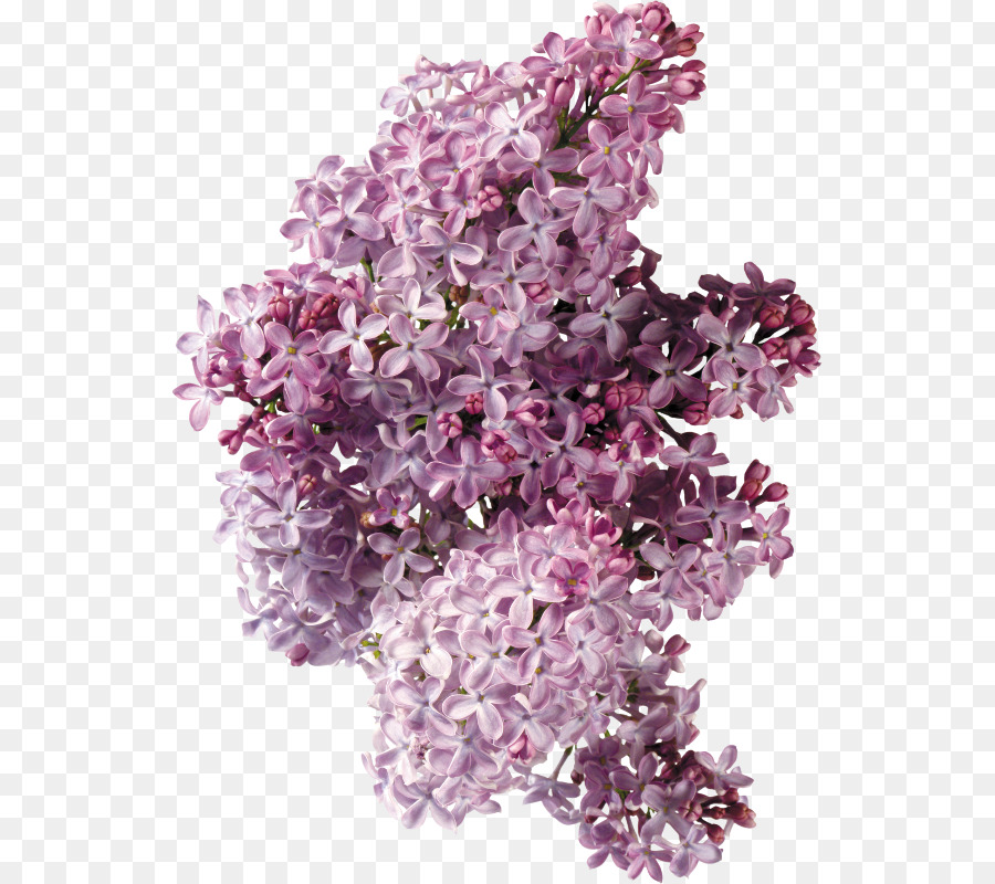 Lilac Flower Phlox Clip art - lilac png download - 588*800 - Free Transparent Lilac png Download.