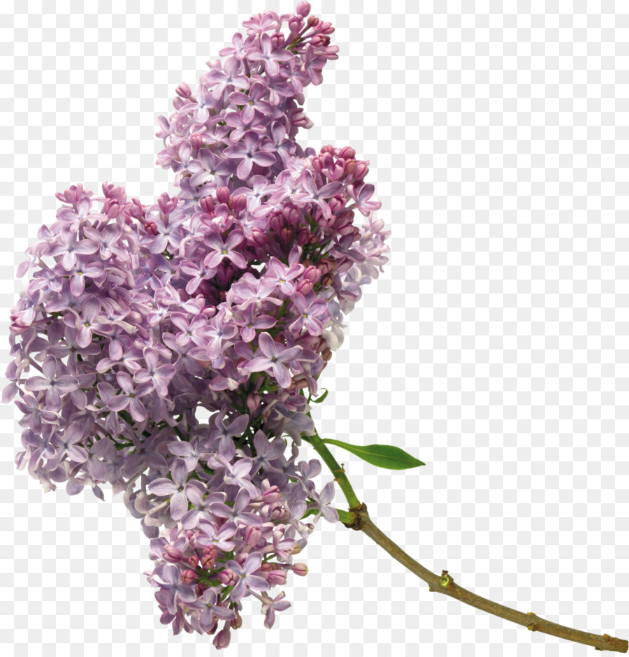 Lilac Flower Purple Clip art - lilac png download - 1540*1600 - Free Transparent Lilac png Download.